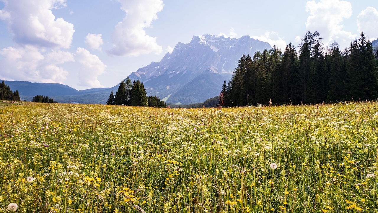 Kräuter aus der Region