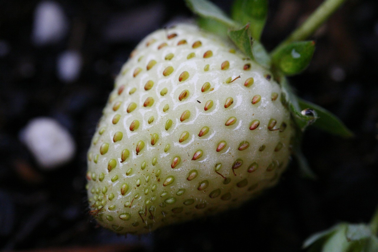 Heimische Beerenvielfalt